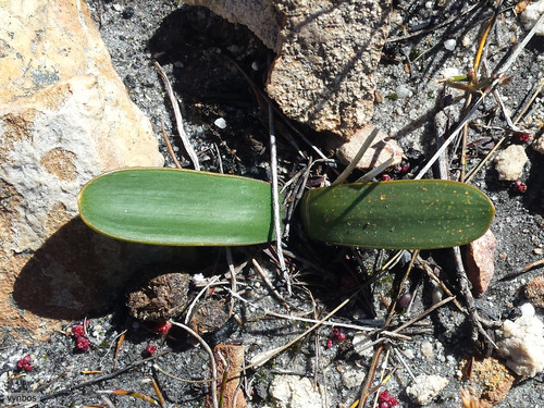 Drimia ecklonii