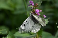 Parnassius mnemosyne
