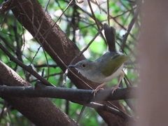 Camaroptera brachyura