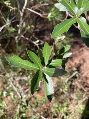 Quercus hemisphaerica