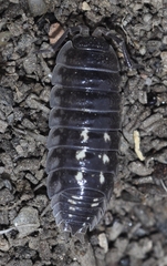 Porcellio ornatus