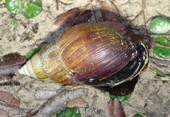 Achatina
