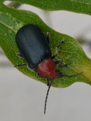 Cacoscelis nigripennis