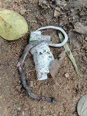 Lycodon anamallensis