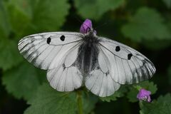 Parnassius mnemosyne