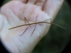 Clonopsis gallica