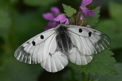 Parnassius mnemosyne