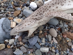 Scyliorhinus stellaris