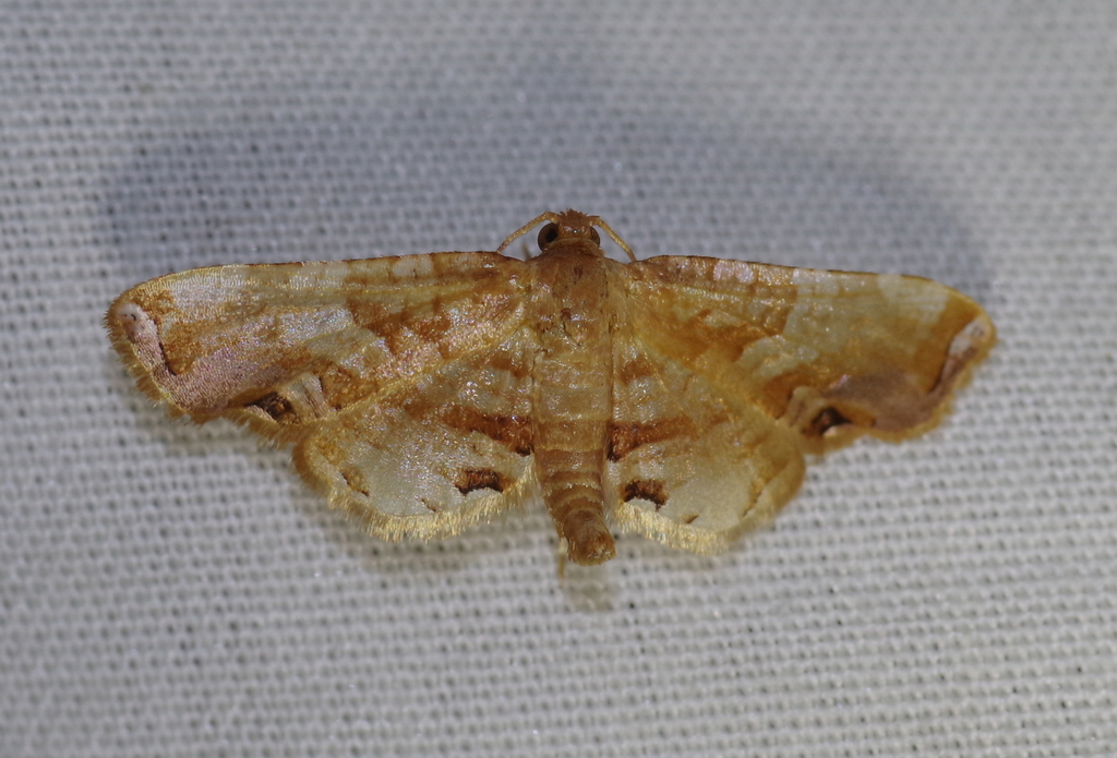 Rhodoneura disjuncta