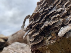 Trametes versicolor image