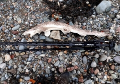 Scyliorhinus stellaris