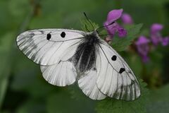 Parnassius mnemosyne