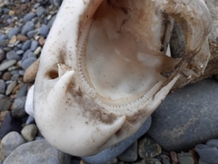 Scyliorhinus stellaris