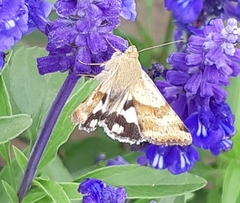 Heliothis