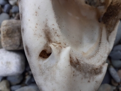 Scyliorhinus stellaris