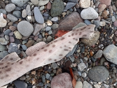 Scyliorhinus stellaris