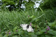 Parnassius mnemosyne