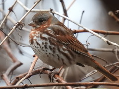 Passerella iliaca iliaca