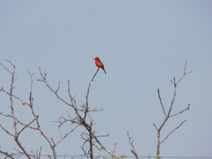 Pyrocephalus rubinus mexicanus