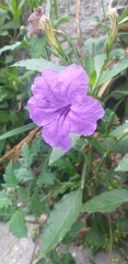 Ruellia simplex