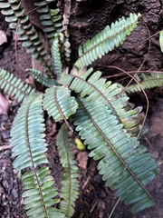 Nephrolepis cordifolia