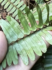 Nephrolepis cordifolia