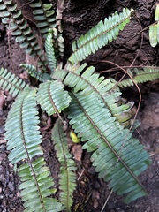 Nephrolepis cordifolia