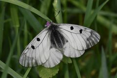 Parnassius mnemosyne