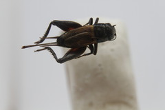 Gryllus pennsylvanicus