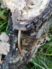 Pluteus phlebophorus
