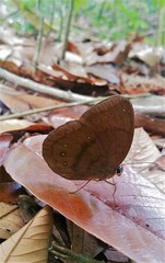 Faunis canens arcesilas