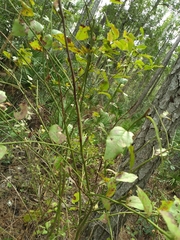 Vaccinium fuscatum