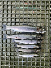 Salvelinus malma