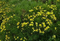 Genista radiata