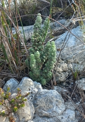Erica occulta