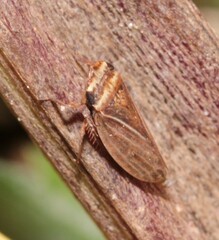 Aphrodes