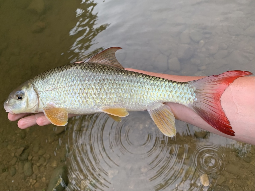 Smallmouth Redhorse