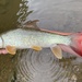 Smallmouth Redhorse - Photo (c) Cody Cromer, some rights reserved (CC BY-NC), uploaded by Cody Cromer