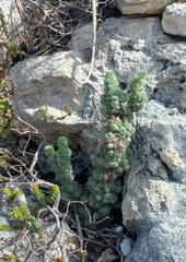 Erica occulta
