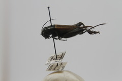 Gryllus pennsylvanicus