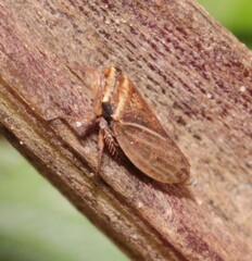 Aphrodes