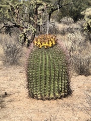 Ferocactus