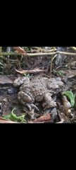 Bufotes viridis sitibundus