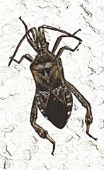 Leptoglossus occidentalis
