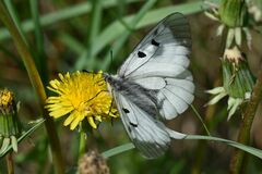 Parnassius mnemosyne
