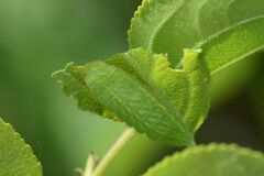 Satyrium spini