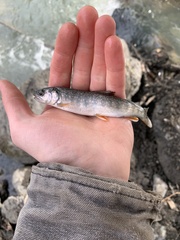 Salvelinus malma