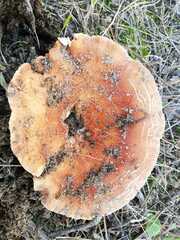 Lactarius sanguifluus