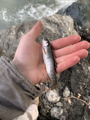 Salvelinus malma