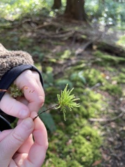Leucolepis